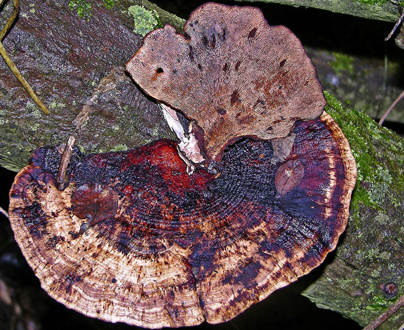 Avete voglia di funghi di oggi....guardate questo post.